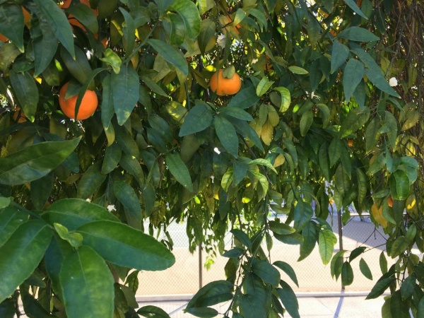 GetAways at Vista Mirage Resort image 22